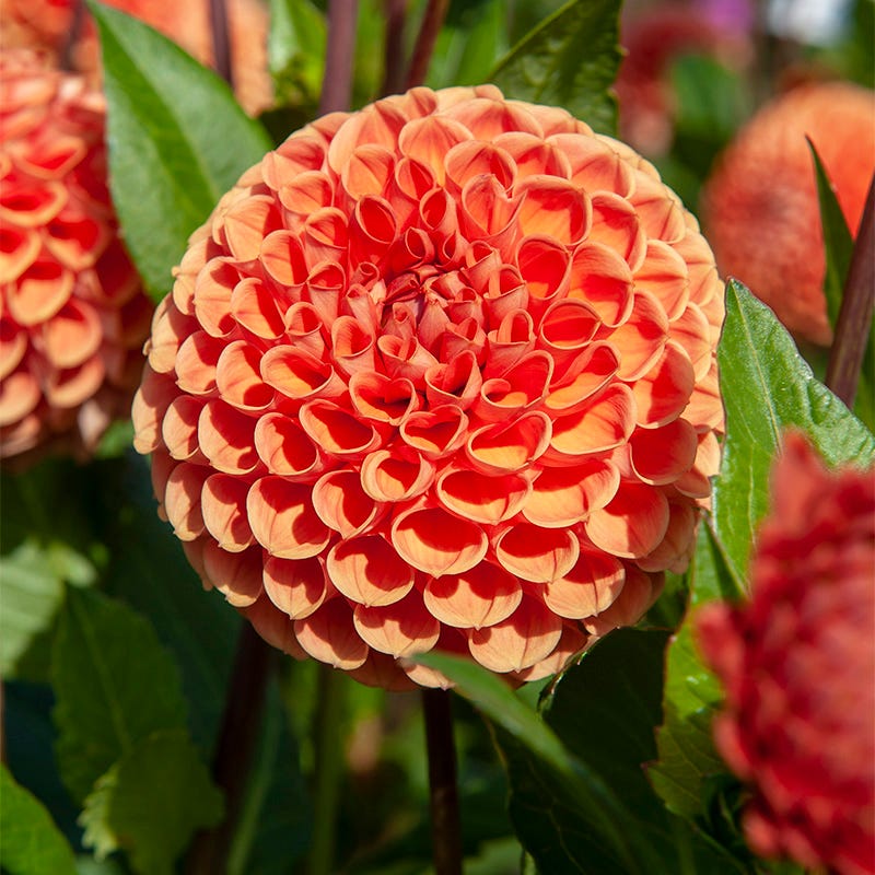 Cornel Bronze Ball Dahlia - Thumbnail 2