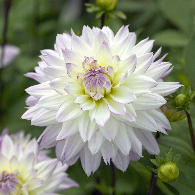 Crazy Love Decorative Dahlia
