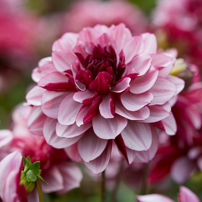 Iced Violet Dahlia Collection | American Meadows