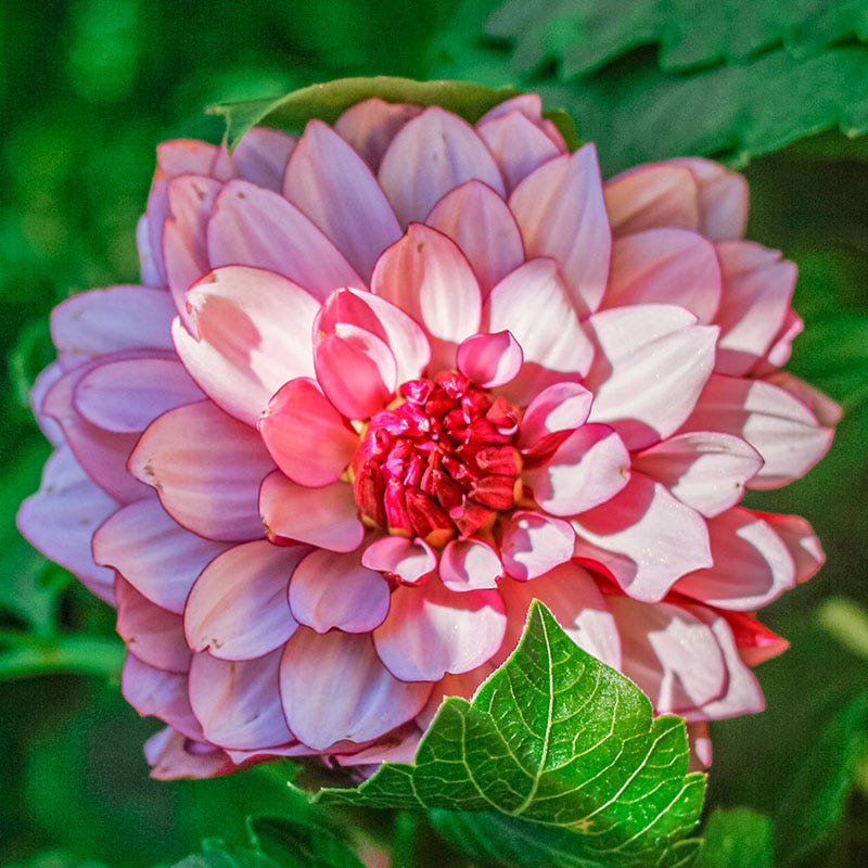 Creme de Cassis Decorative Dahlia