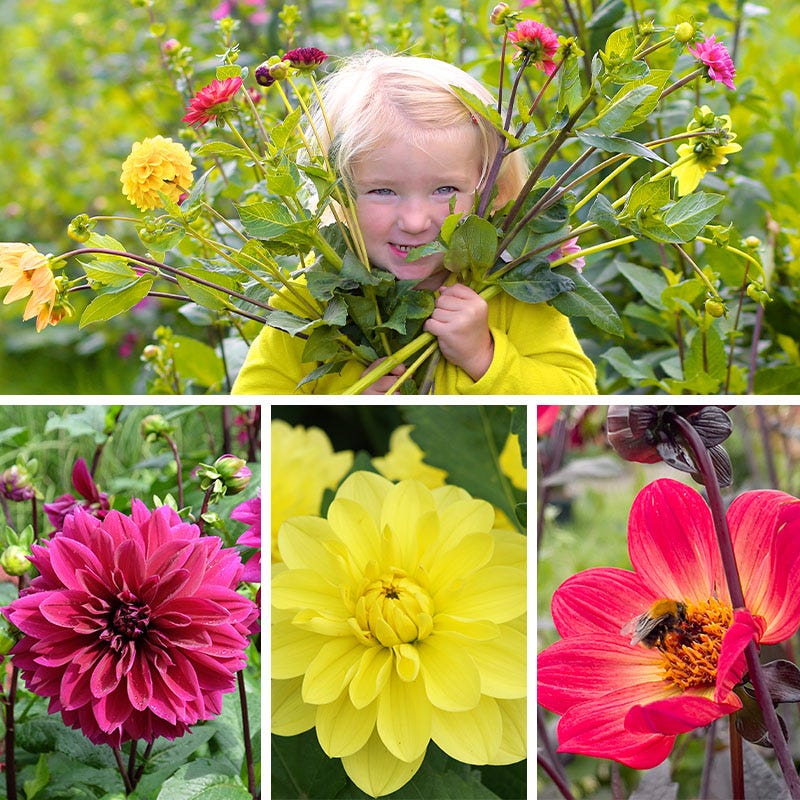 Dahlia Days Limited Collection - Thumbnail 3