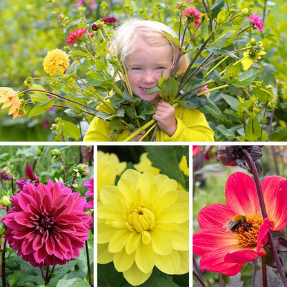Dahlia Days Limited Collection