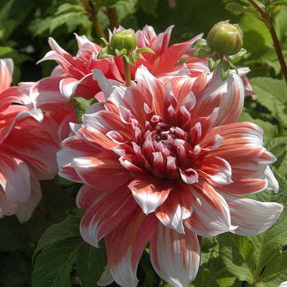Frost Nip Dinner Plate Dahlia