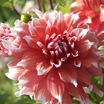 Frost Nip Dinner Plate Dahlia