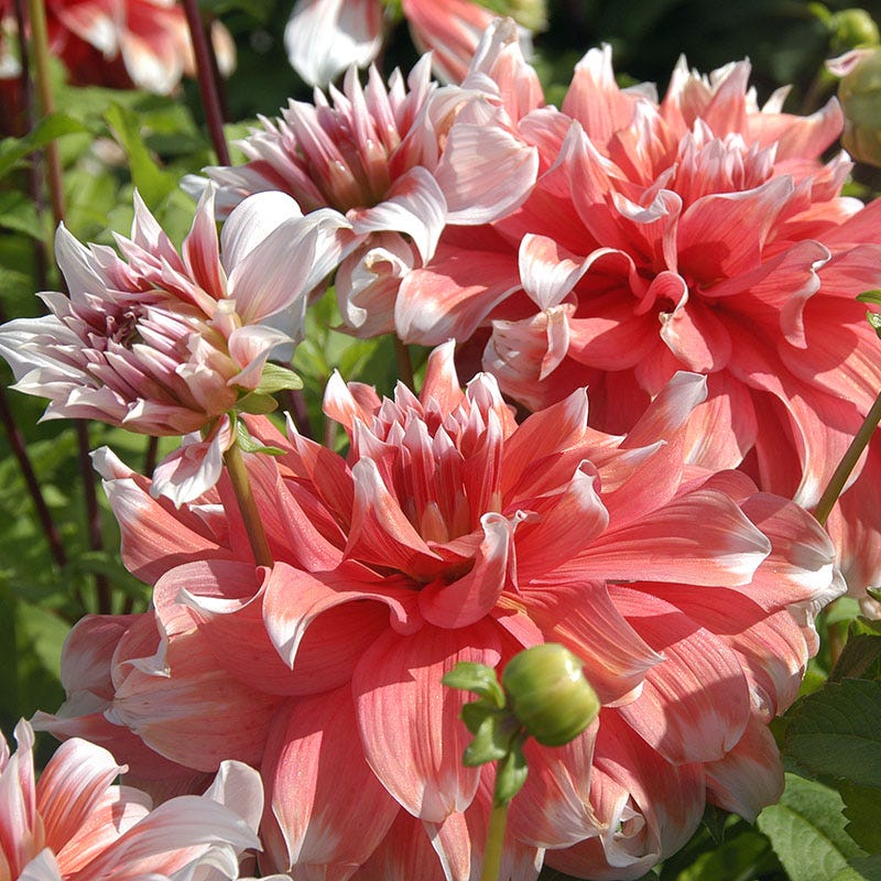 Frost Nip Dinner Plate Dahlia