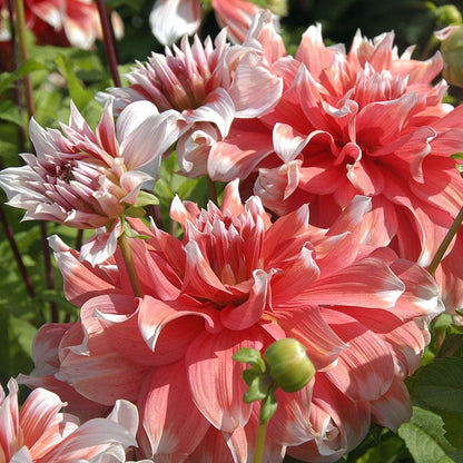 Frost Nip Dinner Plate Dahlia