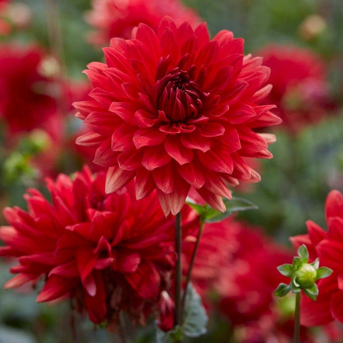 Strawberry Rhubarb Dahlia Collection