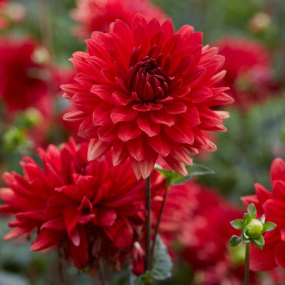 Strawberry Rhubarb Dahlia Collection