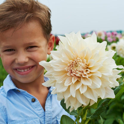 Cafe Au Lait Dinner Plate Dahlia