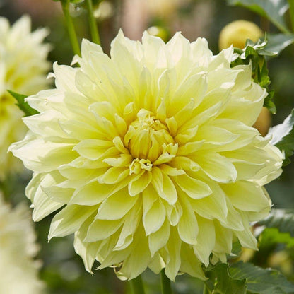 Kelvin Floodlight Dinner Plate Dahlia