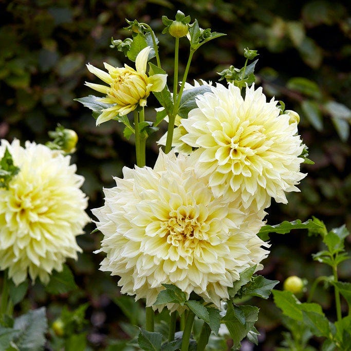 Kelvin Floodlight Dinner Plate Dahlia