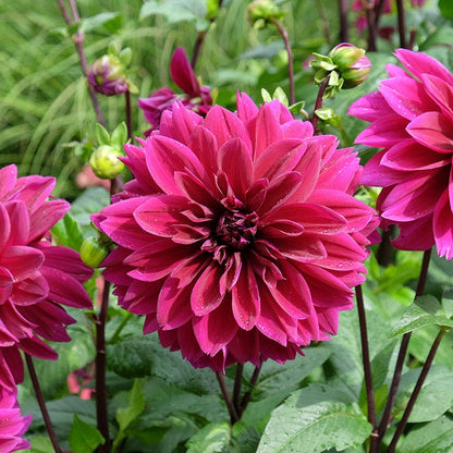 Thomas Edison Dinner Plate Dahlia