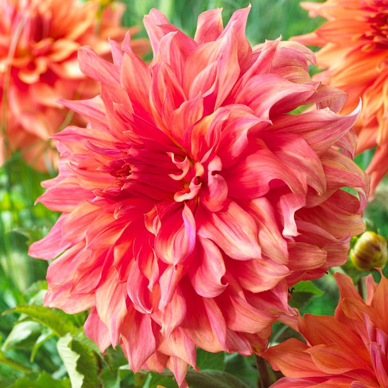 Belle of Barmera Dinner Plate Dahlia