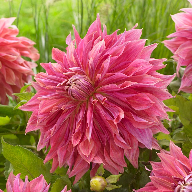 Penhill Dark Monarch Dinner Plate Dahlia