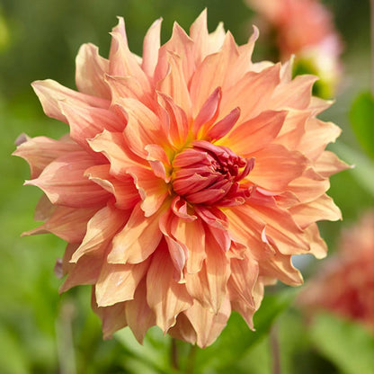 Belle of Barmera Dinner Plate Dahlia