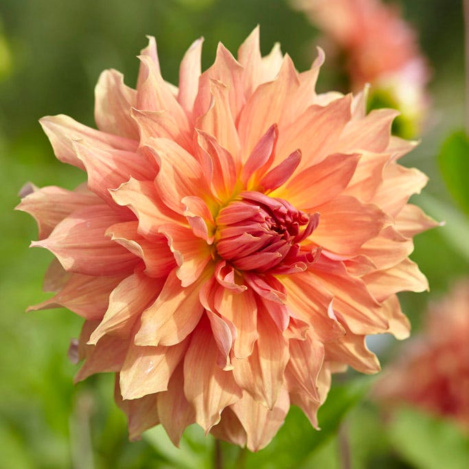 Dahlia Clouds Collection