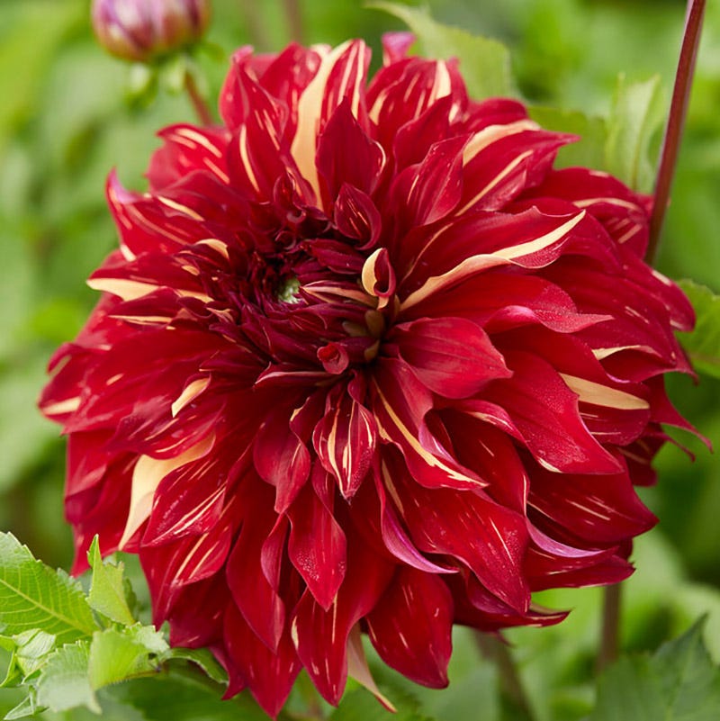 Bohemian Spartacus Dinner Plate Dahlia