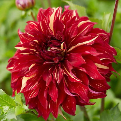 Bohemian Spartacus Dinner Plate Dahlia