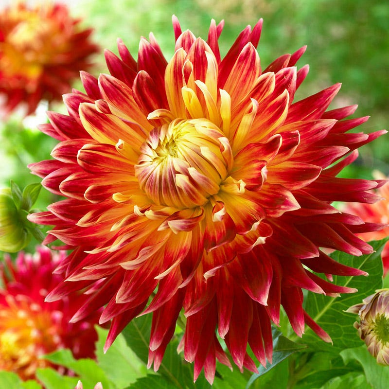 Akita Dinner Plate Dahlia