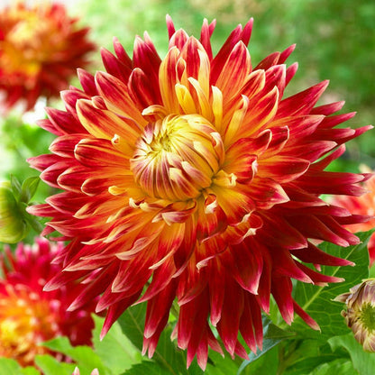 Akita Dinner Plate Dahlia