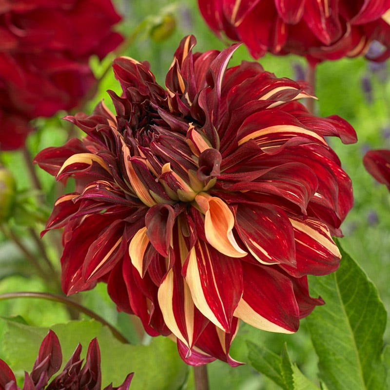 Bohemian Spartacus Dinner Plate Dahlia