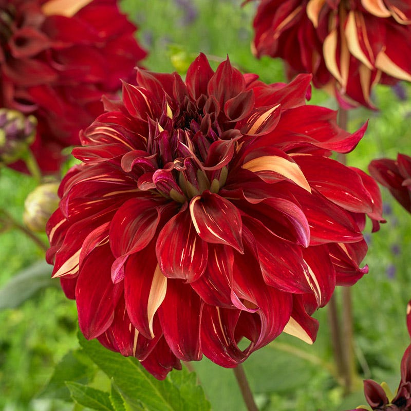 Bohemian Spartacus Dinner Plate Dahlia