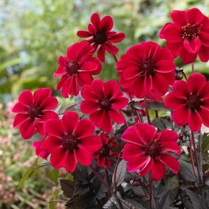 Dracula Dark Angel® Dahlia