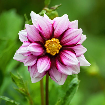 Champagne Bouquet Bulb Collection