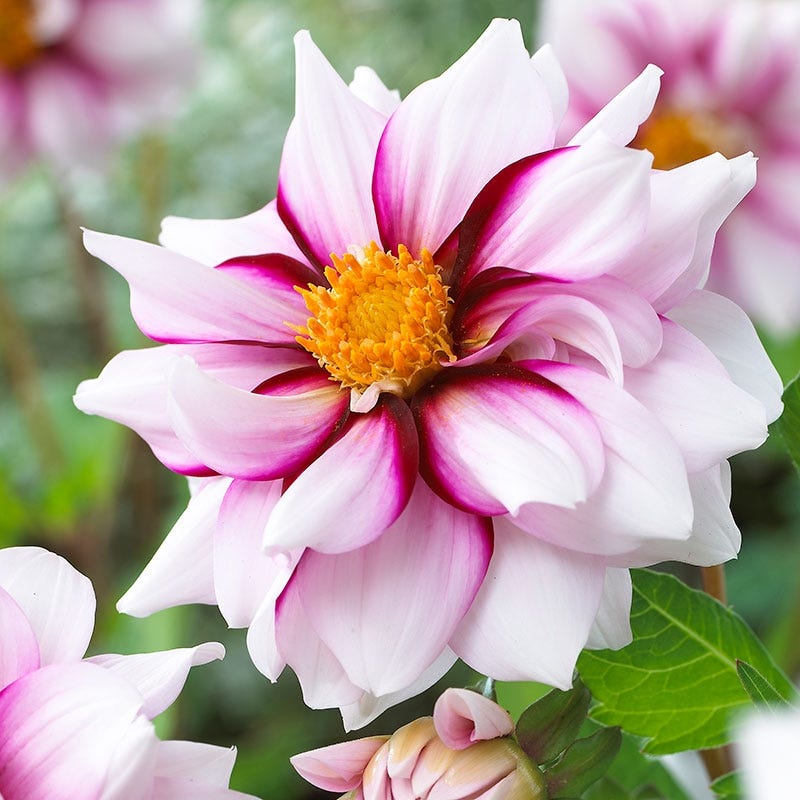 Edge of Joy Dahlia