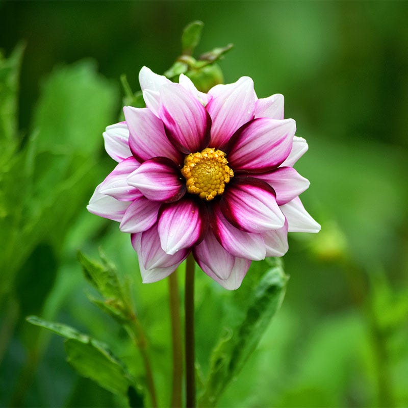 Edge of Joy Dahlia - Thumbnail 2