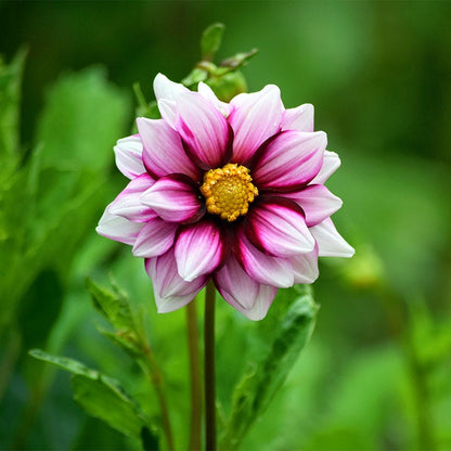 Edge of Joy Dahlia