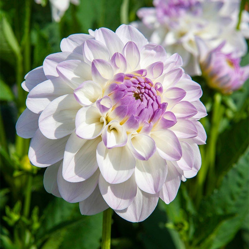 Iced Violet Dahlia Collection | American Meadows