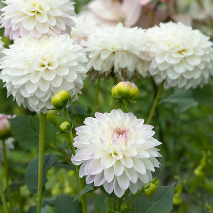 Eveline Decorative Dahlia