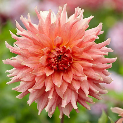 Fairway Spur Dinner Plate Dahlia