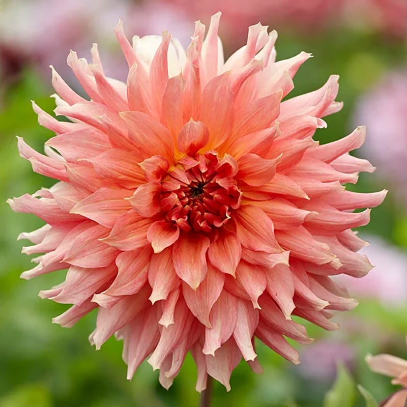 Raspberry Apricot Dinner Plate Dahlia Collection