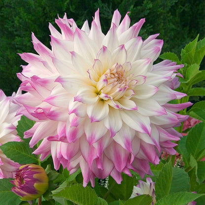 Ferncliff Illusion Dinner Plate Dahlia