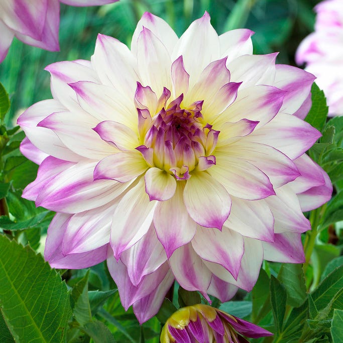 Ferncliff Illusion Dinner Plate Dahlia