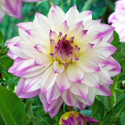 Ferncliff Illusion Dinner Plate Dahlia