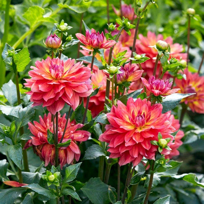 potted dahlia plant Firepot Decorative Dahlia