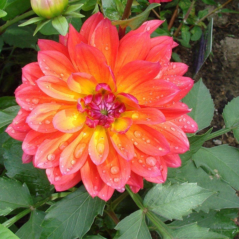 Firepot Decorative Dahlia