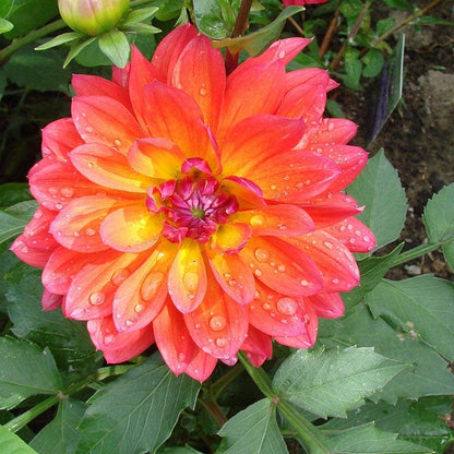 Firepot Decorative Dahlia