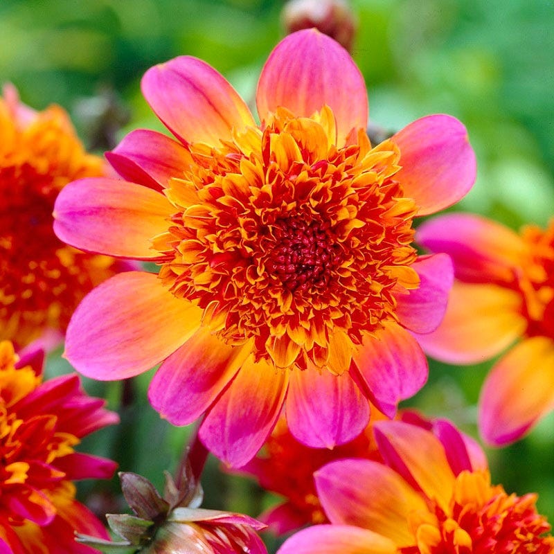 Floorinoor Anemone Dahlia