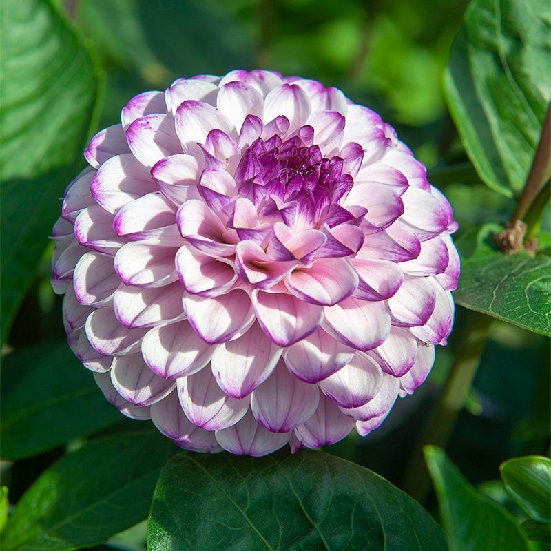 Exotic Mix Dahlia Flower Seeds, Exotic Mix (Big Pack) 200