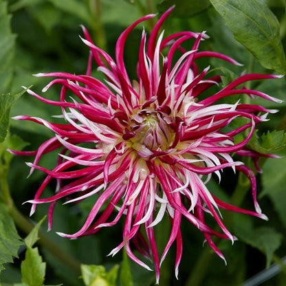 Purple Paradise Dahlia Collection