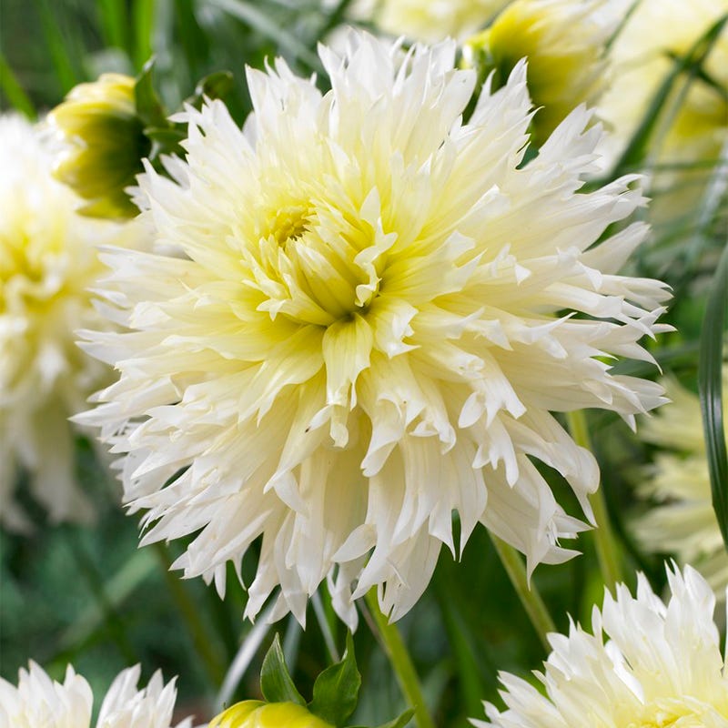 Ice Crystal Fimbriata Dahlia