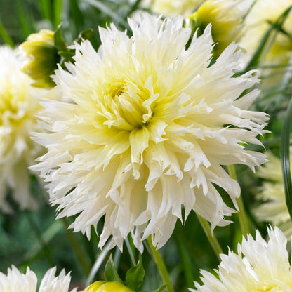 Ice Crystal Fimbriata Dahlia