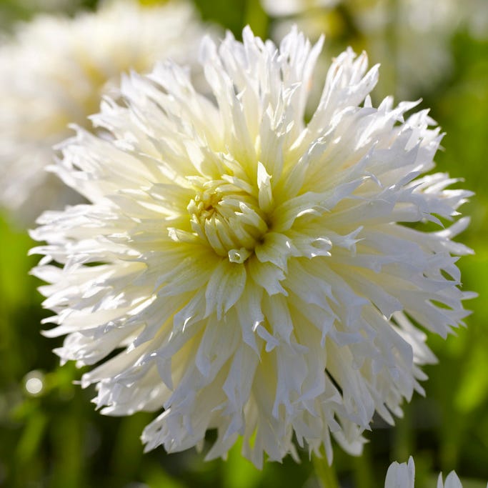 Ice Crystal Fimbriata Dahlia
