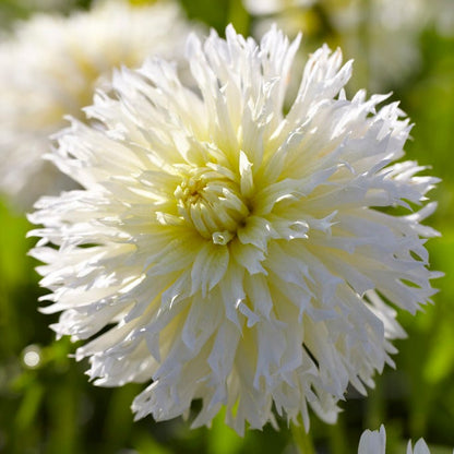 Ice Crystal Fimbriata Dahlia