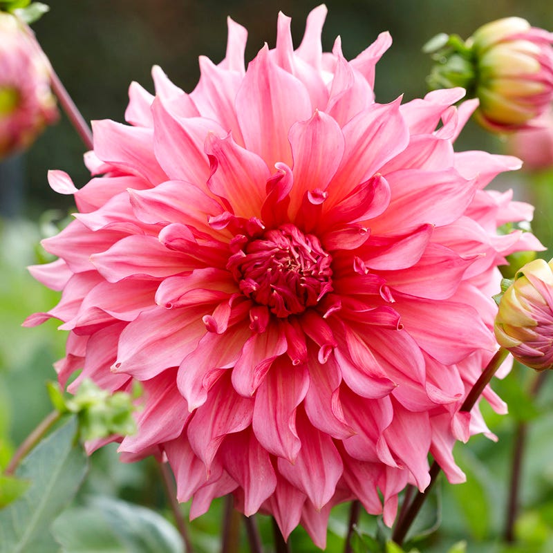 Radiant Dinner Plate Dahlia Collection