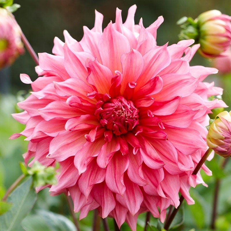 Pretty In Pink Dahlia Collection